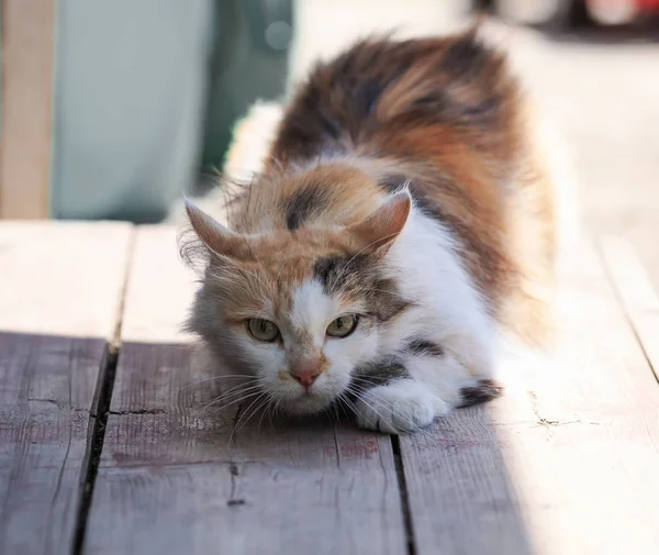 fluffy cat funny sneaks forward right on a wooden porch