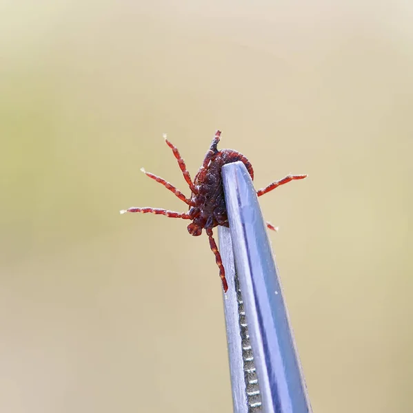 Insect mite more blood pulled out metal tongs — Stock Photo © nataba16 150026098