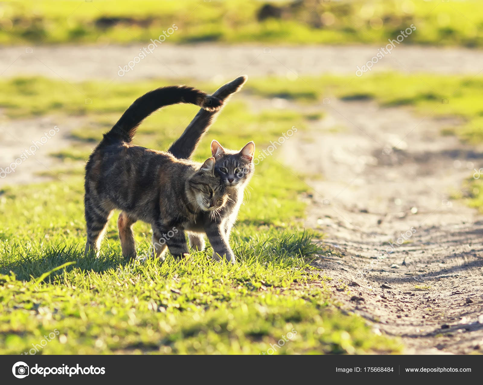 Звук гуляющей кошки. Здоровая кошка. Кошка мяучит. Коты. Звуки привлекающие кошек.