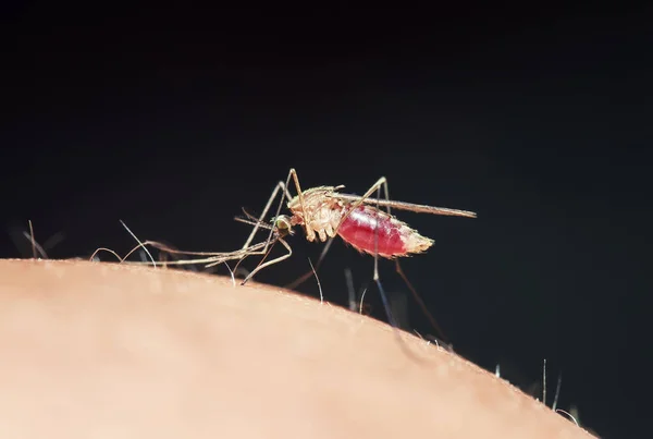 insect nasty mosquito drinks the blood of the pierced human ski