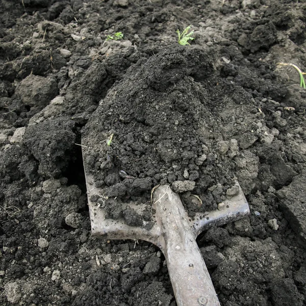 tool of an old shovel works into the ground in the garden in the