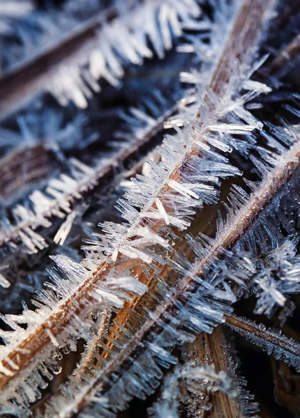 sharp and shiny spikes of ice covered the grass in a morning mea