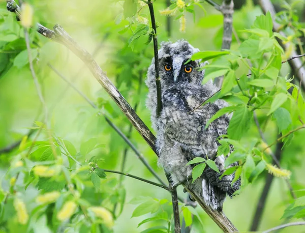 Retrato De Corujas Fofas Escondidas E Senta Se Entre As Folhas De Uma Arvore Stock Photo C Nataba16 180175918