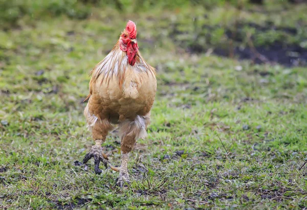 a beautiful young cock with dirty paws and spurs walking around