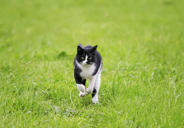 cute funny young cat running fun through a green juicy meadow in