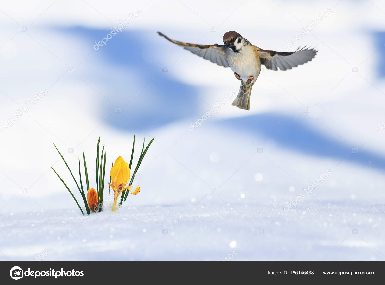 Carte De Printemps Festif De La Petit Oiseau Moineau Vole