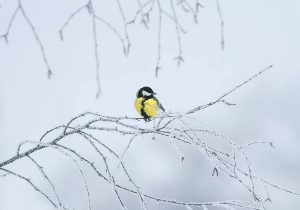 cute little bird tit sitting on a branch covered with cold snow