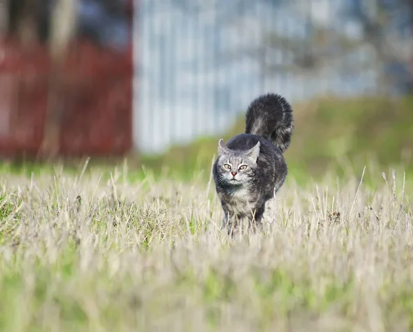 funny and clever striped cat quickly runs through the meadow, ra