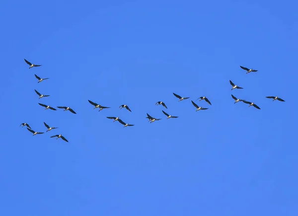 flock of grey birds geese flying in the distance high in the blue clear sky on an autumn day in warmer climes