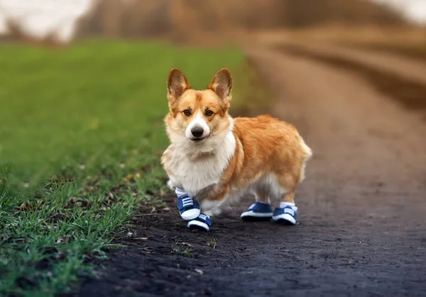 cute puppy red dog Corgi stands on the road in the Park in sport