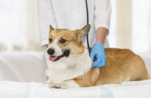 medical examination and treatment of happy ginger Corgi dog pupp