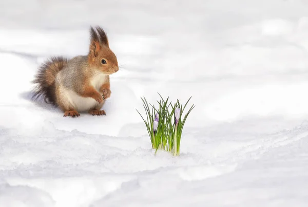 cute fluffy squirrel jumps on the white snow next to the flower