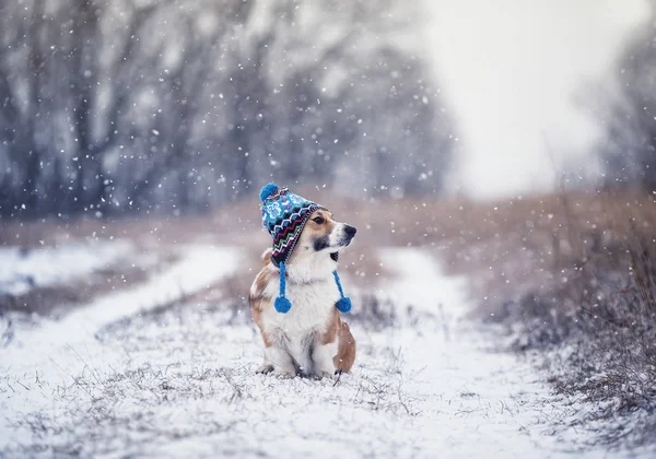 cute  red dog Corgi sits on a walk in a winter Park in a funny b