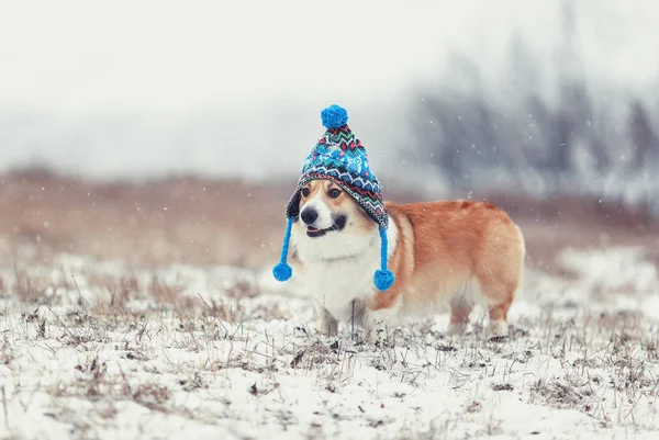 cute  red dog Corgi walks on a field in a winter day in a funny