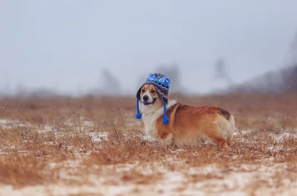 cute puppy red dog Corgi walks on a field in a winter day in a f