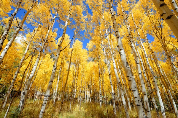 Aspen tree Color del follaje otoñal en Colorado —  Fotos de Stock