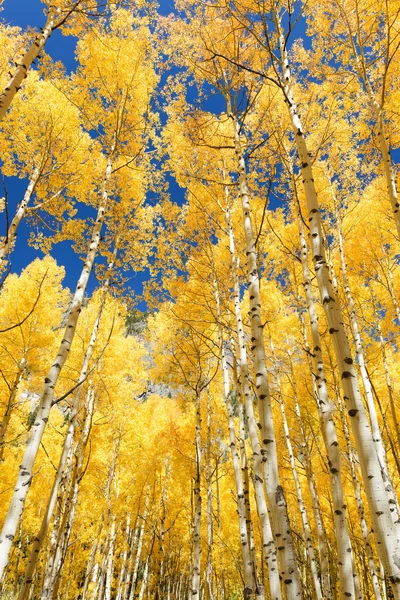 Aspen trädet falla lövverk färg i Colorado — Stockfoto