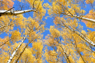 Kavak ağacı sonbahar yaprakları renk Colorado