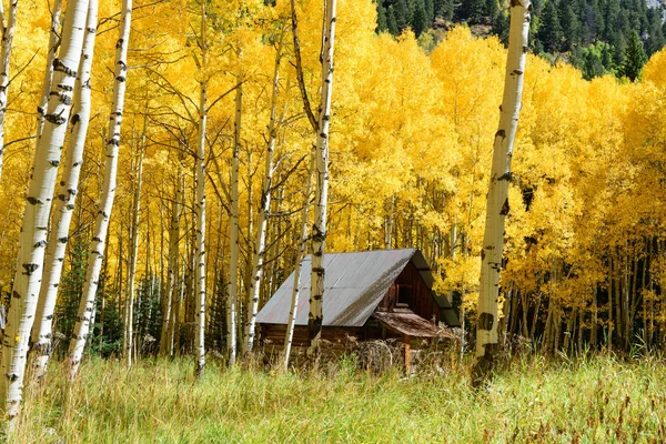 Árvore de Aspen Cor da folhagem da queda em Colorado — Fotografia de Stock