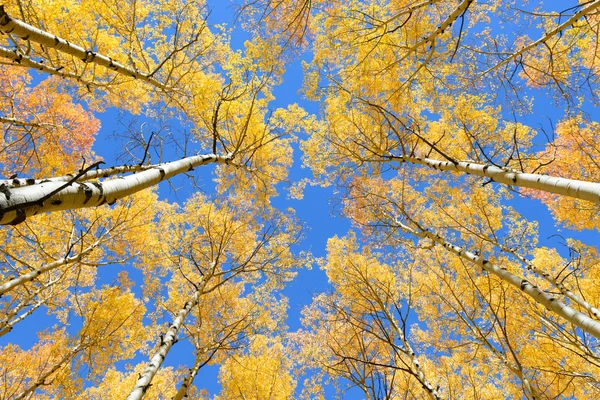 Osika strom listoví pádu barva v Coloradu Stock Fotografie