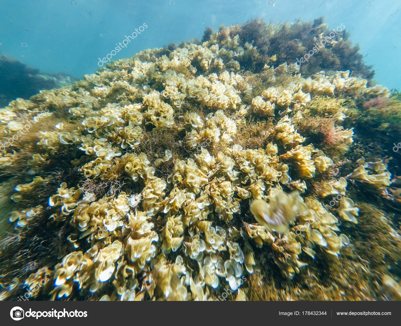 Морские Губки Фото В Море Морские Губки Фото В Море