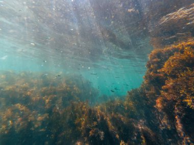 sualtı dünya ile açık mavi su, derin deniz yosunu ve balıklar