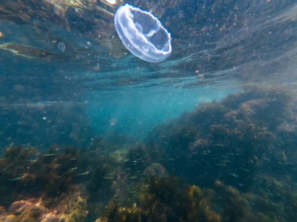 Medusas submarinas en el agua azul del mar con peces y luz solar — Foto de Stock