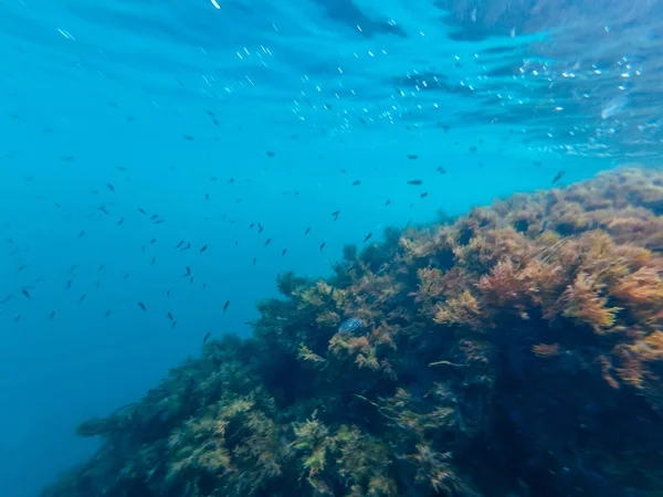 Bajo el agua con algas y peces en aguas profundas — Foto de Stock