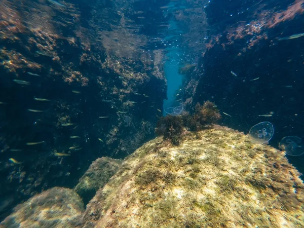 Maravilloso y hermoso mundo submarino con corales y peces — Foto de Stock