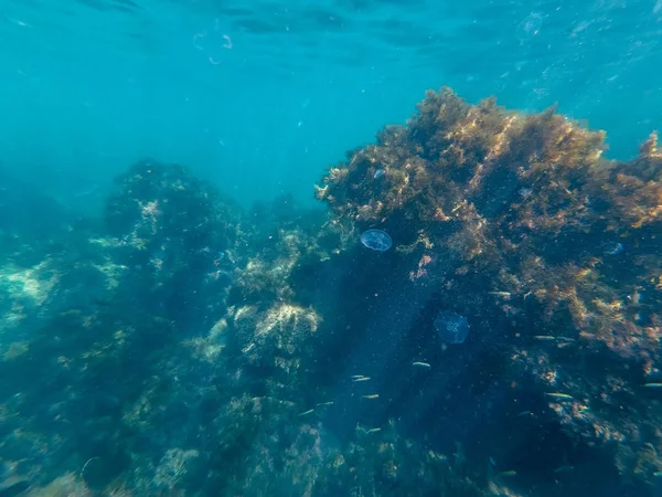 Arrecife de coral y algas marinas atolón cubierto de vida marina con medusas y peces — Foto de Stock