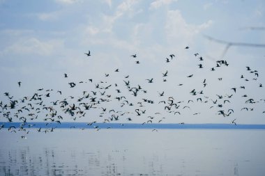 Martılar sürüsü deniz mavi gökyüzü arka plan üzerinde uçar.