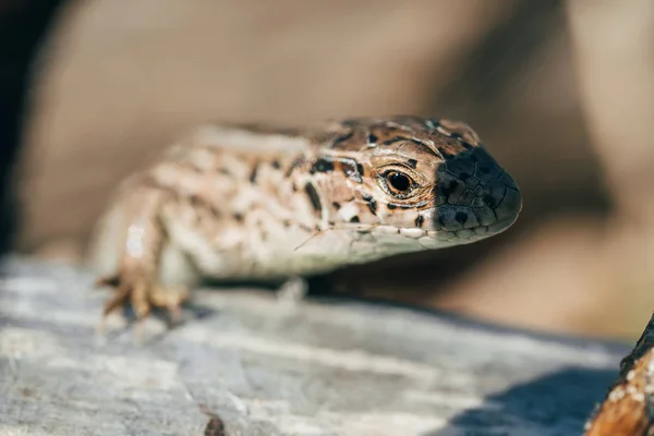 Lizards head closeup sitting on tree under sun — Stock Photo, Image