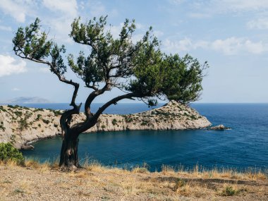 Deniz ve dağlar ve çam ağaçları ile manzara