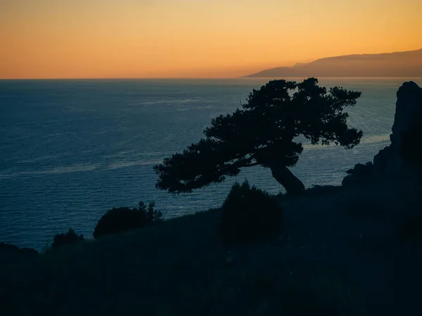 바다가 내려다 보이는 산의 가장자리에 소나무 나무의 실루엣과 프리 — 스톡 사진