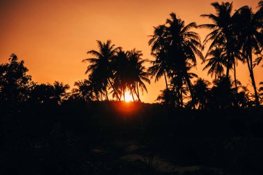 ve kırmızı turuncu gökyüzü arka plan palmiye ağaçlarının Silhouettes