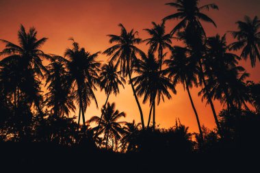 karşı bir turuncu kırmızı gökyüzü hurma ağaçlarının Silhouettes