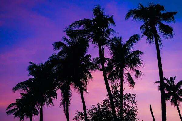 Silhuetas de palmeiras no fundo da noite azul roxo verão azul — Fotografia de Stock