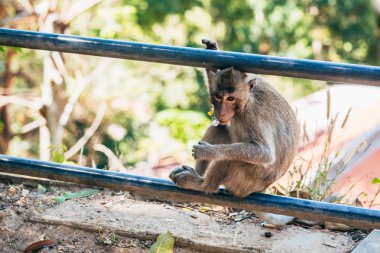 ağzında şeker ile oturan maymun