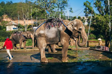 Filler, açık havada parkta yedi