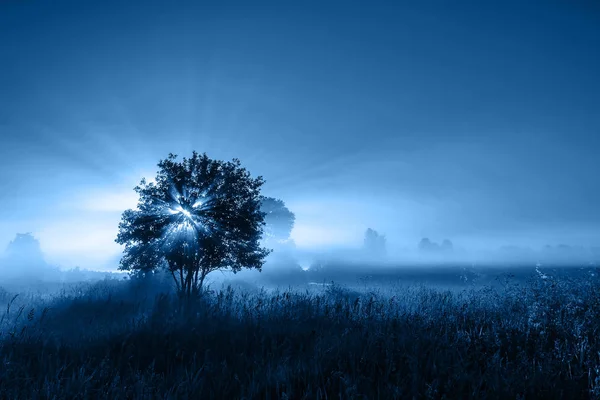 Color del año 2020 azul clásico. Un árbol solitario en un campo —  Fotos de Stock