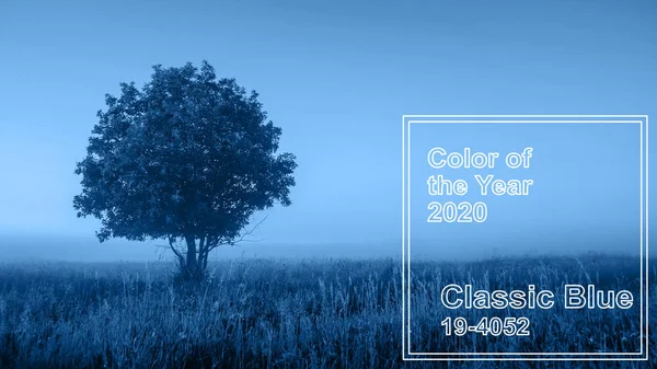 Clásico azul pantone tendencia de color principal del año 2020. árbol solitario en un campo —  Fotos de Stock