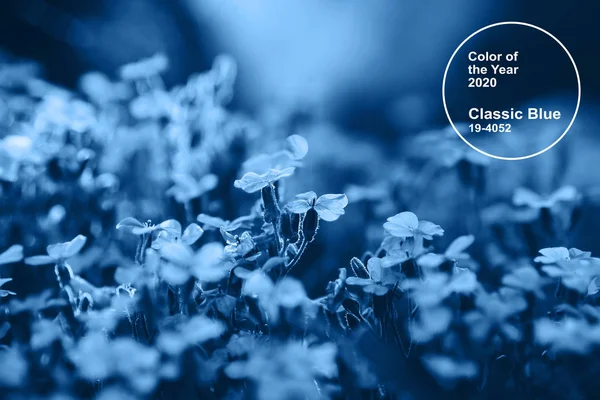 Tendencia de color azul clásico principal del año 2020. Aubrieta floreciendo flores azules — Foto de Stock