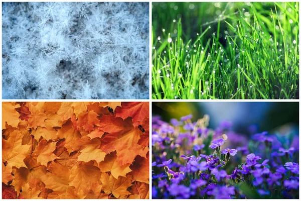 Four seasons collage: Winter, Spring, Summer, Autumn. Blue snowflakes, green grass, orange leaves, purple flowers