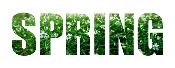 Text Spring on a background of white flowers — Stock Photo, Image