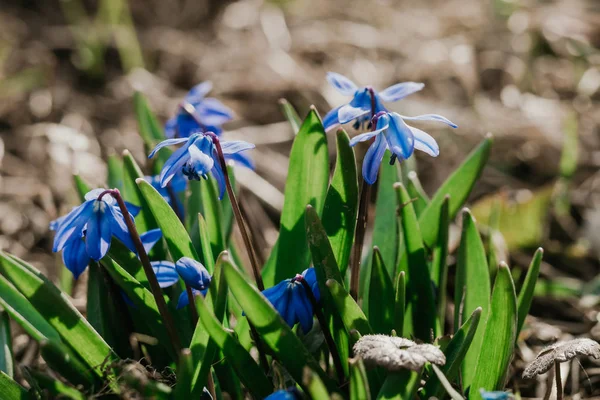 Blue Scilla flowers in the garden closeup — Stock Photo, Image