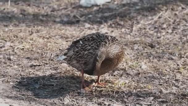 Ánade real marrón pato salvaje está cepillando su plumaje en la orilla. Pájaro hembra en medio natural salvaje — Vídeos de Stock