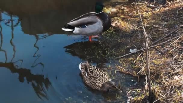 池の海岸近くの自然の生息地でマラード野生のアヒルのペア — ストック動画