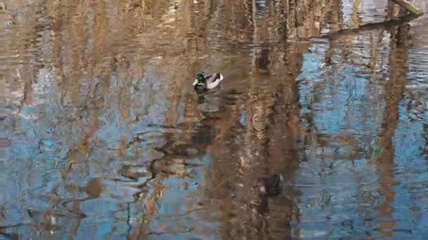 Couple of mallard ducks swim in the pond on the water with reflection in summer in their natural habitat — ストック動画