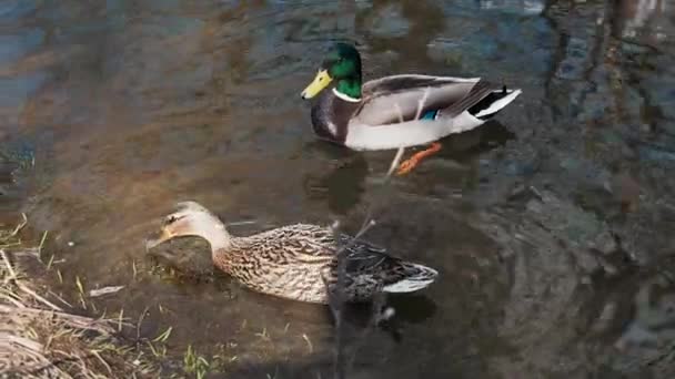 Paar Mallard wilde eenden in hun natuurlijke habitat in de buurt van de kust op de vijver — Stockvideo