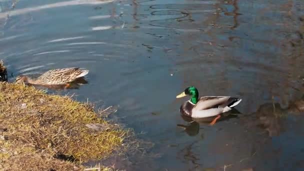 Gölet üzerinde kıyıya yakın doğal habitatlarında yaban ördekleri yaban ördekleri çifti — Stok video